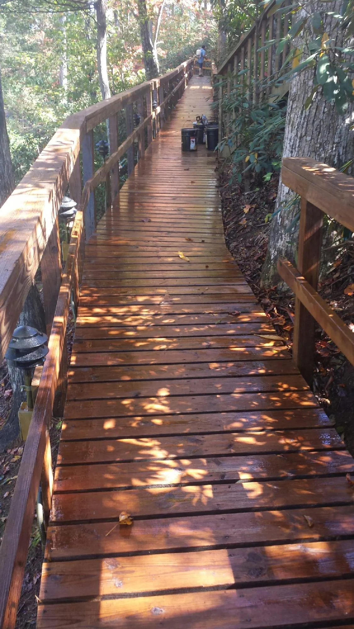 Freshly stained wood walkway winding through the woods in Bala Cynwyd